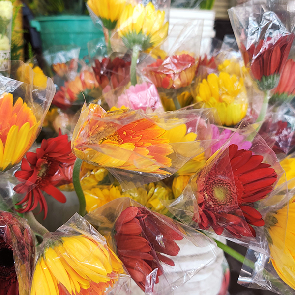 Hoa đồng tiền (10 bông)